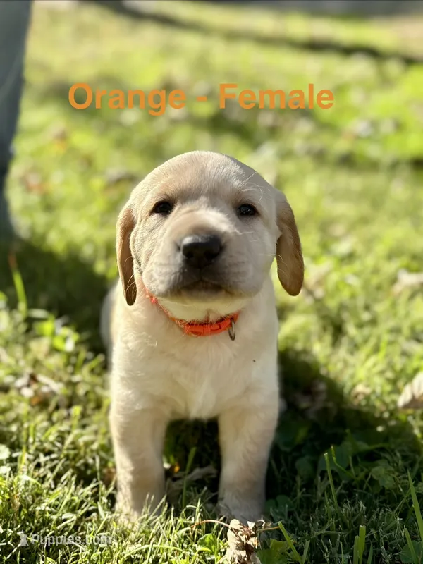 Orange Female – Labrador Retriever puppy for sale in Carthage, IL