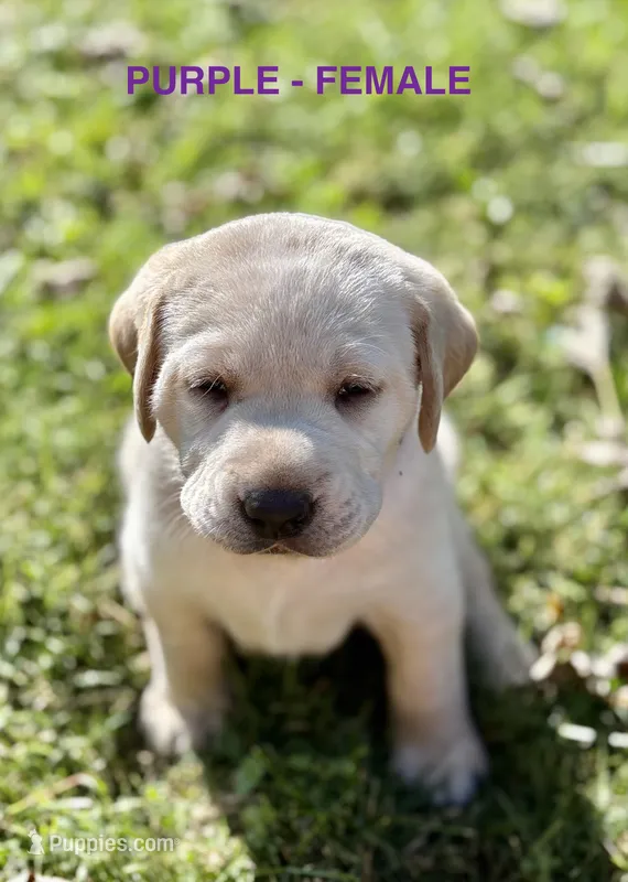 Purple Female – Labrador Retriever puppy for sale in Carthage, IL