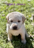 Purple Female, a female Labrador Retriever for sale in Carthage, IL – 1 of 1