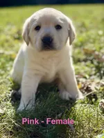 Pink Female, a female Labrador Retriever for sale in Carthage, IL – 1 of 1