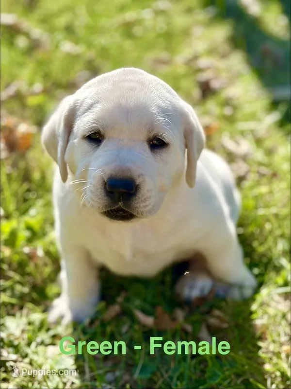 Green Female – Labrador Retriever puppy for sale in Carthage, IL