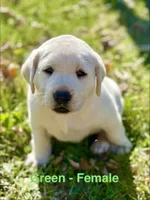 Green Female, a female Labrador Retriever for sale in Carthage, IL – 1 of 1