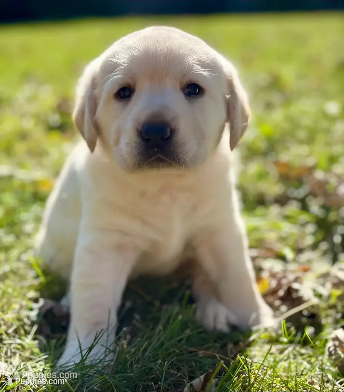 Pink Female – Labrador Retriever puppy for sale in Carthage, IL
