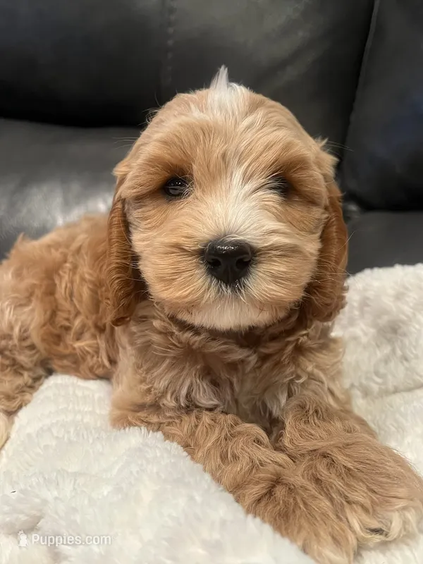 Rocky  – Miniature Labradoodle puppy for sale in White City, OR