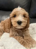 joesy, a male Miniature Labradoodle for sale in White City, OR – 2 of 3