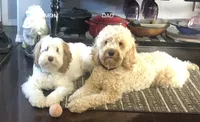 joesy, a male Miniature Labradoodle for sale in White City, OR – 3 of 3