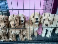Rocky , a male Miniature Labradoodle for sale in White City, OR – 3 of 3