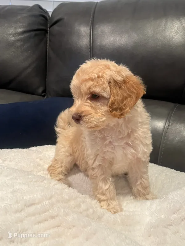 joesy – Miniature Labradoodle puppy for sale in White City, OR