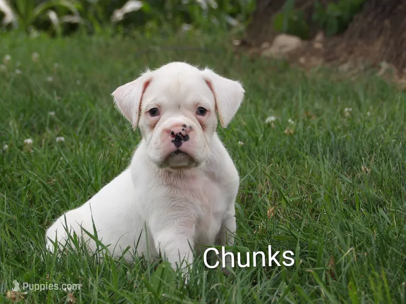 Chunks  – Boxer puppy for sale in Newville, PA