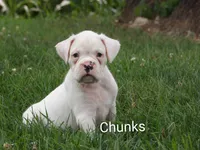 Chunks , a male Boxer for sale in Newville, PA – 1 of 5