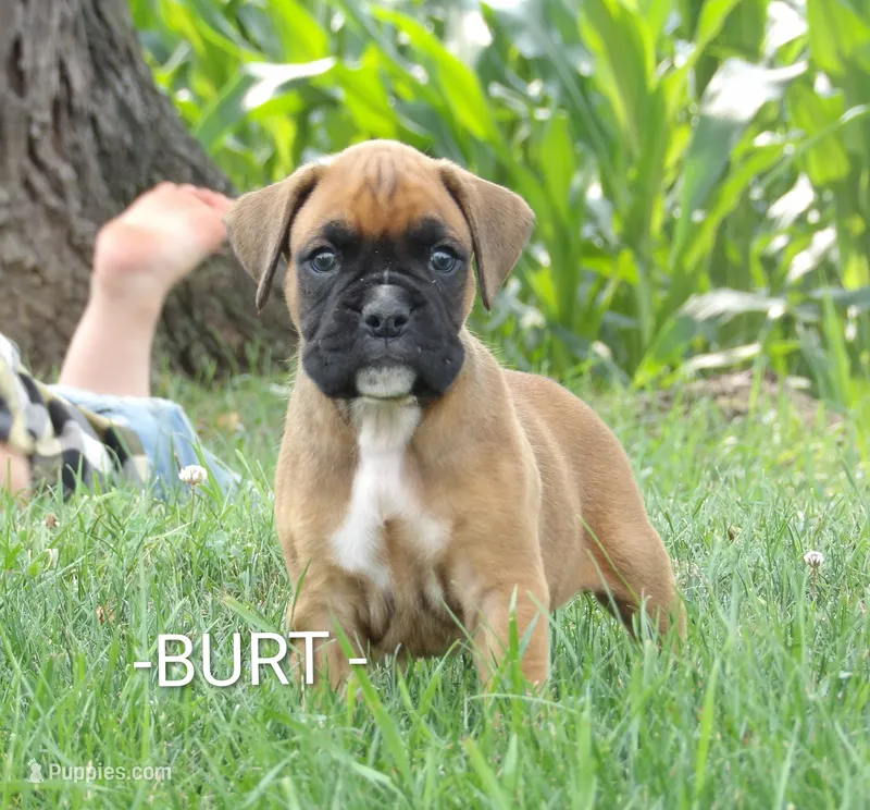 Burt – Boxer puppy for sale in Newville, PA