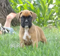 Burt, a male Boxer for sale in Newville, PA – 1 of 5