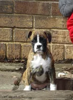 Sue, a female Boxer for sale in Newville, PA – Photo 4 of 6