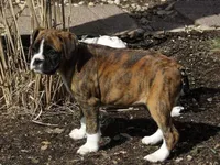 Sue, a female Boxer for sale in Newville, PA – Photo 2 of 6