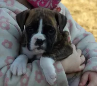 Sue, a female Boxer for sale in Newville, PA – Photo 2 of 4