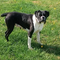 Sue, a female Boxer for sale in Newville, PA – Photo 5 of 6