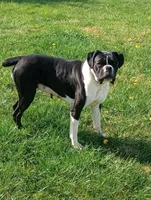 Sue, a female Boxer for sale in Newville, PA – Photo 4 of 4