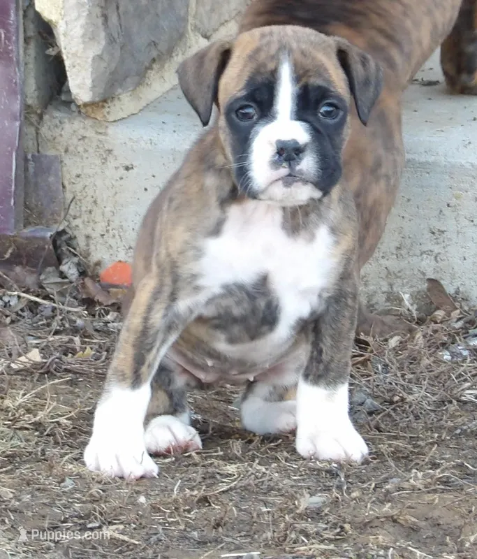 Sue, a female Boxer for sale in Newville, PA – Photo 1 of 4