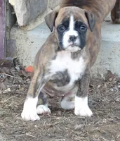 Sue, a female Boxer for sale in Newville, PA – Photo 1 of 4