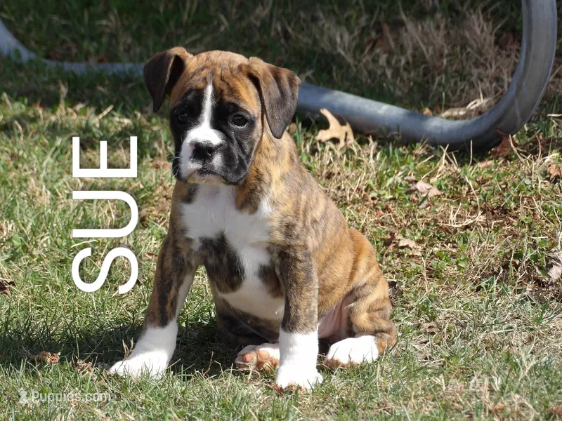 Sue – Boxer puppy for sale in Newville, PA