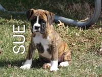 Sue, a female Boxer for sale in Newville, PA – Photo 1 of 6