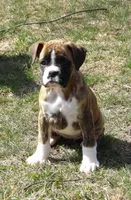 Sue, a female Boxer for sale in Newville, PA – Photo 3 of 6