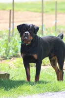 Zoey , a female Rottweiler for sale in Newville, PA – 5 of 5