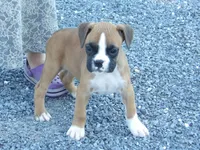 Liz, a female Boxer for sale in Newville, PA – 4 of 4