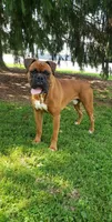 Hunter , a male Boxer for sale in Newville, PA – 5 of 5