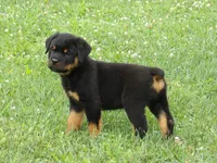 Midnight , a male Rottweiler for sale in Newville, PA – 3 of 5