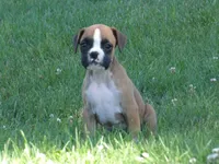 Liz, a female Boxer for sale in Newville, PA – 2 of 4