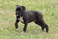 Hunter , a male Boxer for sale in Newville, PA – 3 of 5