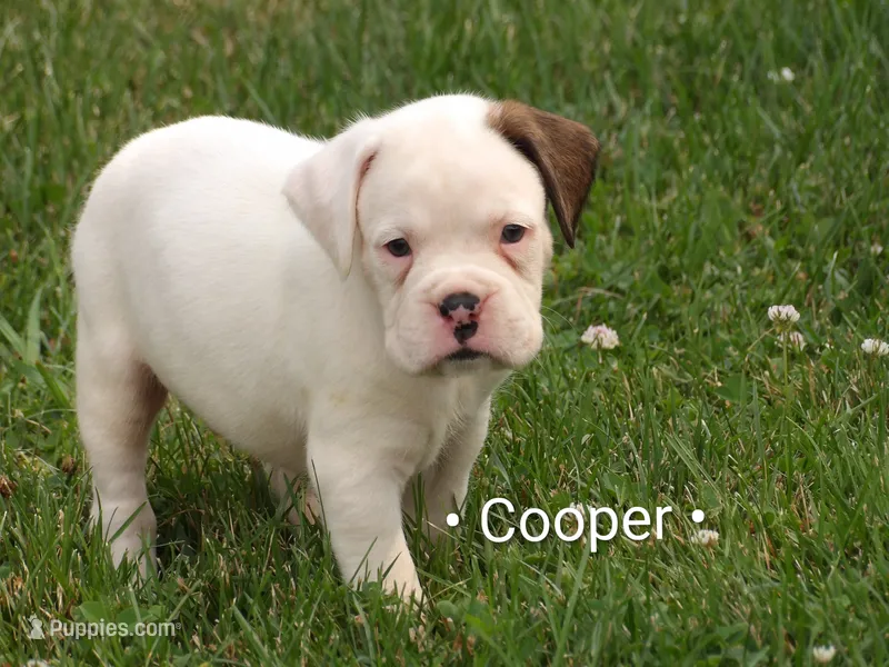 Cooper  – Boxer puppy for sale in Newville, PA