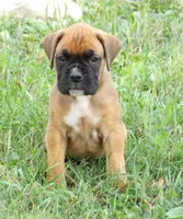 Levi, a male Boxer for sale in Newville, PA – 2 of 4