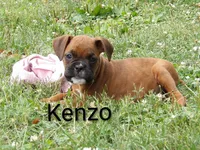 Kenzo, a male Boxer for sale in Newville, PA – 1 of 5