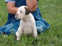Cooper , a male Boxer for sale in Newville, PA – 2 of 5