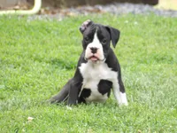 Emmy, a female Boxer for sale in Newville, PA – 2 of 6
