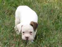 Cooper , a male Boxer for sale in Newville, PA – 3 of 5