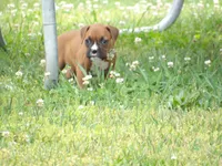 Kirsi , a female Boxer for sale in Newville, PA – 4 of 4