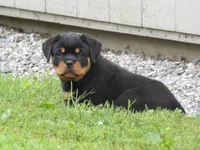 Mack , a male Rottweiler for sale in Newville, PA – 5 of 5