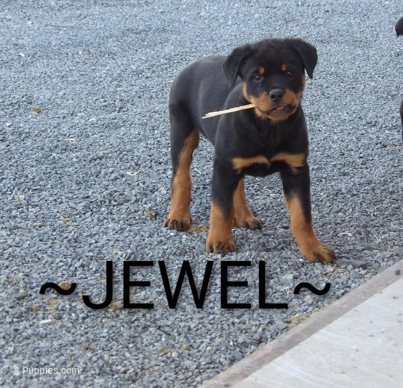 Jewel