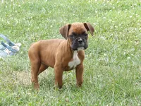 Kenzo, a male Boxer for sale in Newville, PA – 3 of 5