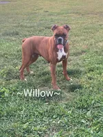 Kenzo, a male Boxer for sale in Newville, PA – 5 of 5