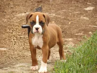 Krew, a male Boxer for sale in Newville, PA – 2 of 5