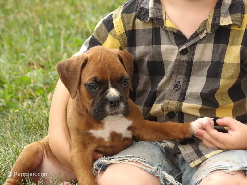 King – Boxer puppy for sale in Newville, PA