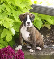 Frank, a male Boxer for sale in Newville, PA – 4 of 6