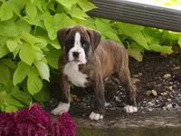 Frank, a male Boxer for sale in Newville, PA – 2 of 6