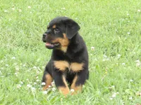 Zoey , a female Rottweiler for sale in Newville, PA – 3 of 5