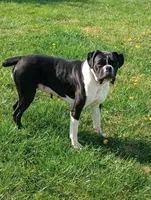 Frisky , a male Boxer for sale in Newville, PA – 6 of 6