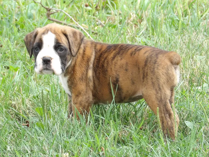 Lilly – Boxer puppy for sale in Newville, PA